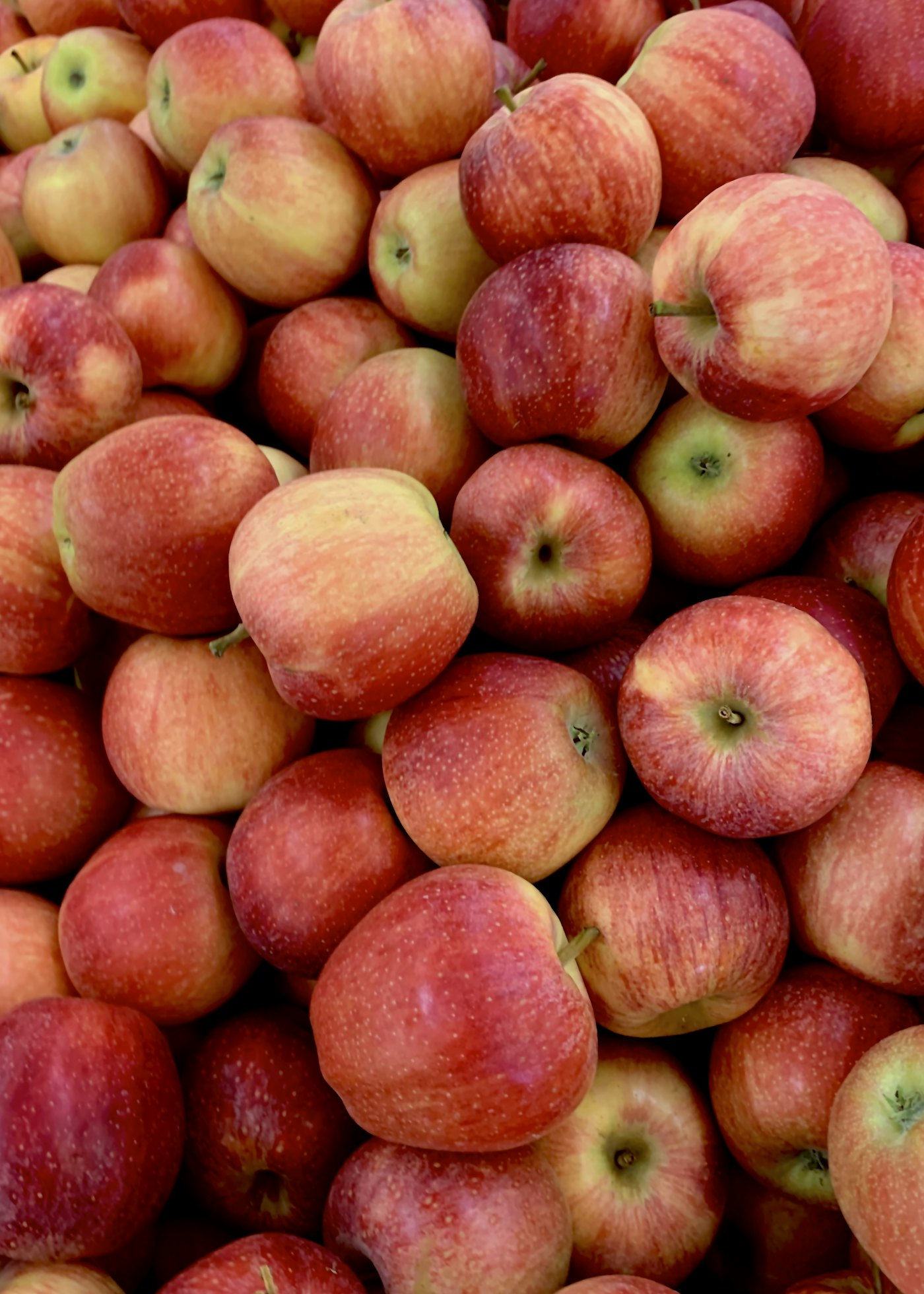 Freshly picked cider apples