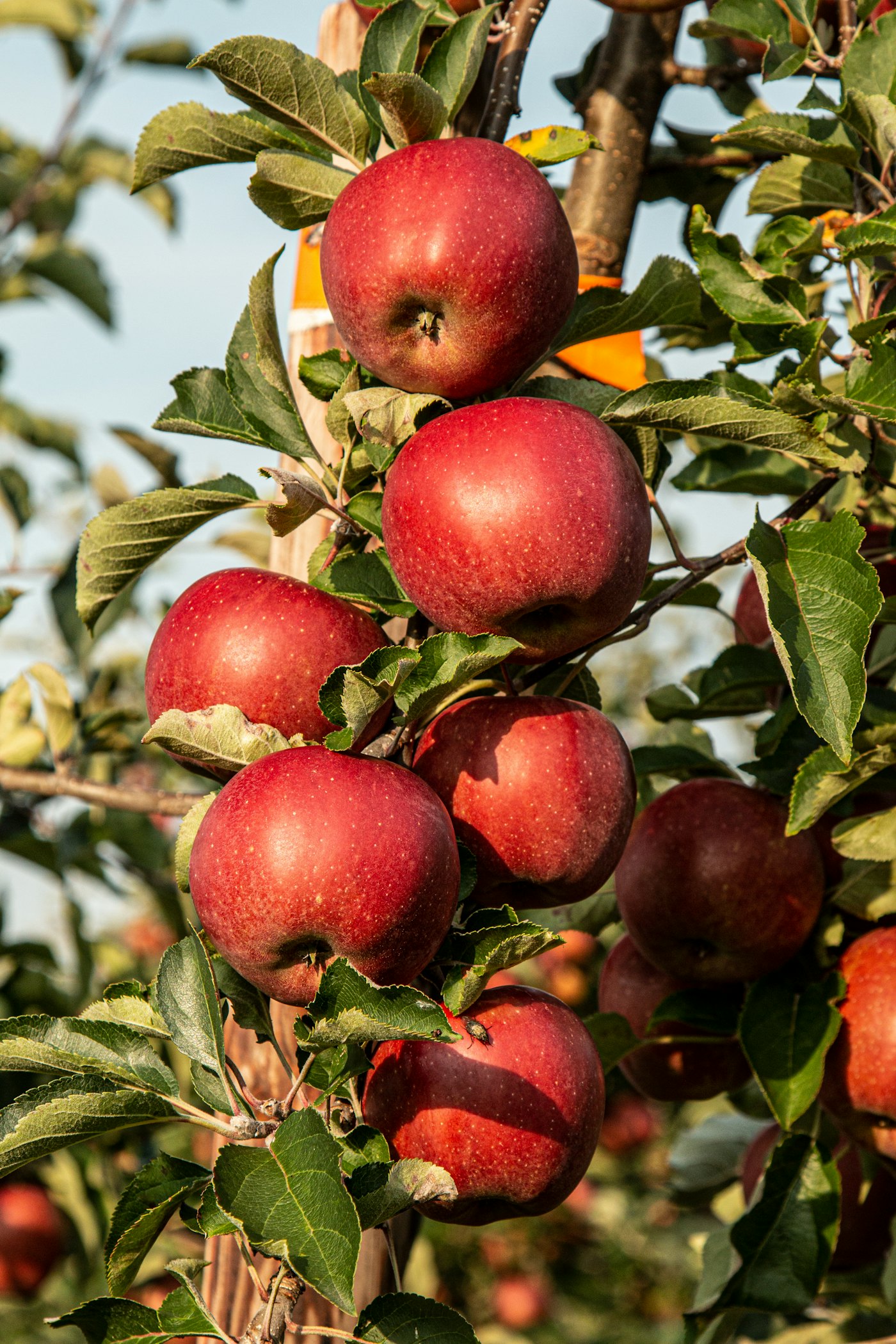 Apples ripening on a standard tree