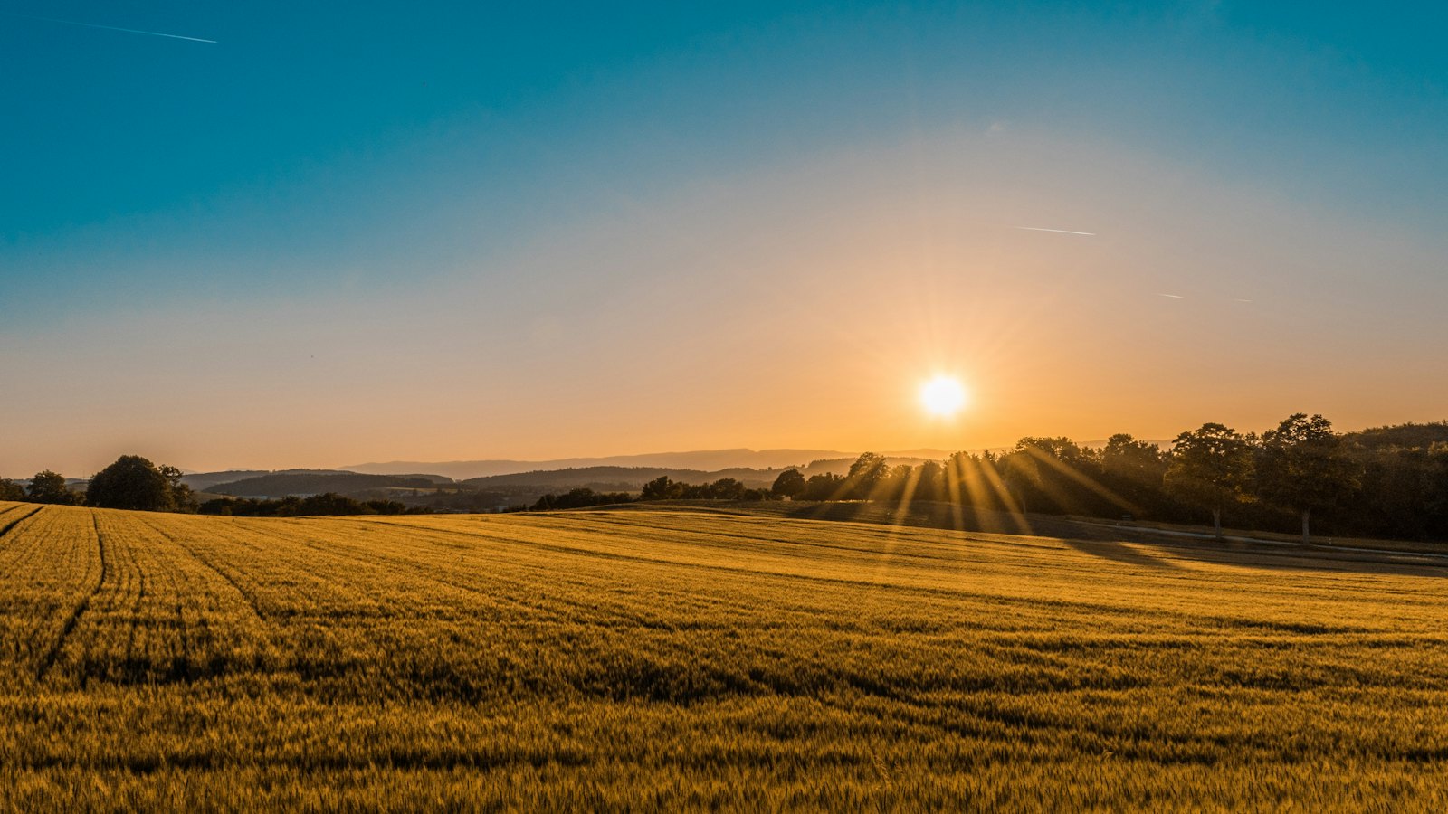 Golden fields at sunset behind the house