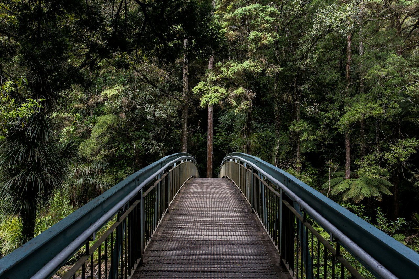 A footbridge in the woods
